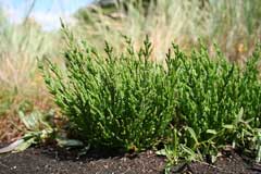 Salicornia europaea Glasswort