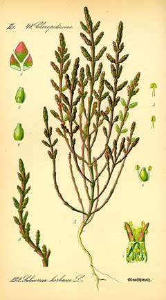 Salicornia europaea Glasswort