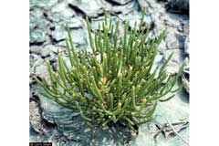 Salicornia virginica Virginia Glasswort