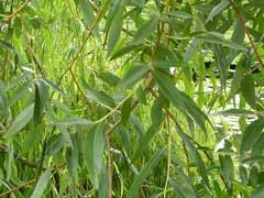Salix alba vitellina Golden Willow