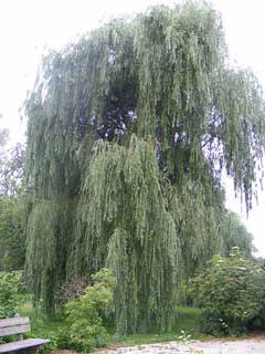 Salix alba vitellina Golden Willow