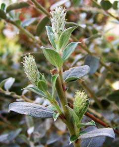 Salix arenaria 
