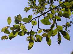 Salix atrocinerea Rusty Sallow, large gray willow