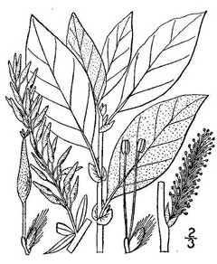Salix bebbiana Beak Willow, Bebb Willow