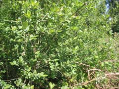 Salix cinerea Grey Willow, Large gray willow