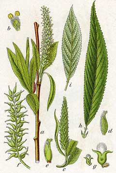Salix fragilis Crack Willow