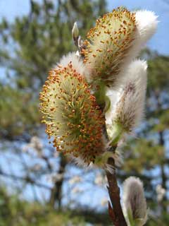 Salix gracilistyla Rosegold Pussy Willow