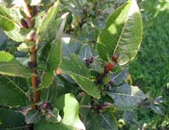 Salix hastata Halberd-Leaved Willow, Halberd willow