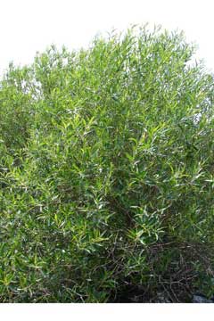 Salix lucida lasiandra Pacific Willow