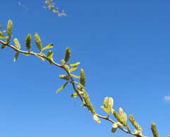 Salix matsudana Corkscrew willow, Hankow Willow, Peking Willow, Corkscrew  Willow