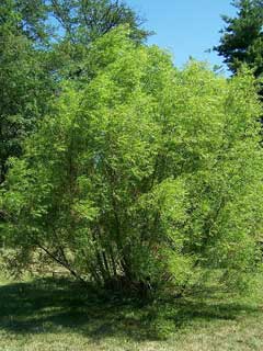 Salix nigra Black Willow