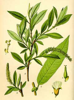 Salix triandra Almond-Leaved Willow, Almond willow