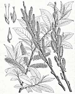 Salix wallichiana 