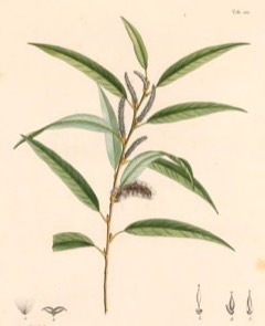Salix bonplandiana Sauce, Bonpland willow