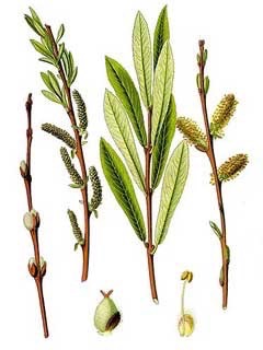 Salix hybrids Hybrid willows