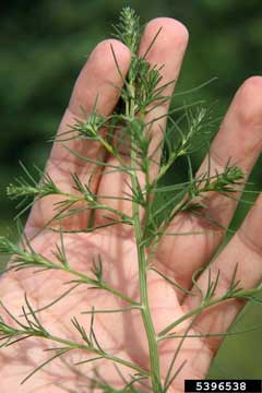 Salsola collina Tumbleweed. Slender Russian Thistle