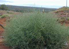 Salsola tragus Prickly Russian Thistle