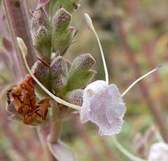 Salvia apiana White Sage, Compact white sage