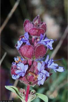 Salvia carnosa Purple Sage