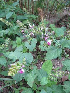 Salvia glabrescens 