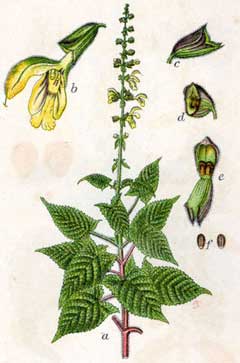 Salvia glutinosa Jupiter