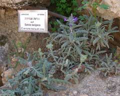 Salvia lanigera Wrinkle-Leaved Sage