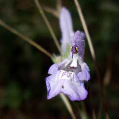 Salvia_lavandulifolia Spanish Sage