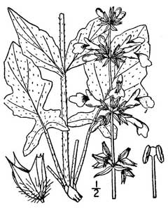 Salvia lyrata Cancer Weed, Lyreleaf Sage