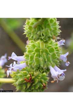 Salvia mellifera Californian Black Sage