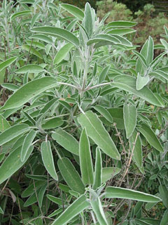 Salvia officinalis Sage, Kitchen sage, Small Leaf Sage, Garden  Sage