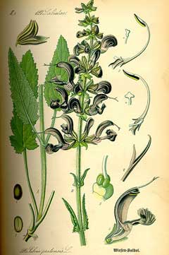 Salvia pratensis Meadow Clary, Introduced sage
