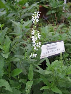 Salvia sylvestris Balkan Clary, Woodland sage