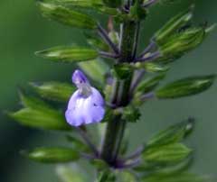 Salvia tiliifolia Lindenleaf sage