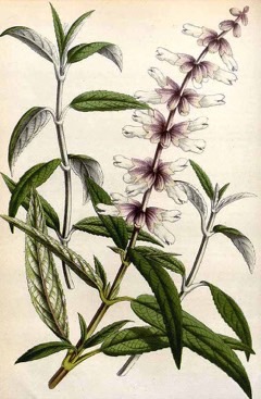 Salvia leucantha Mexican Bush Sage