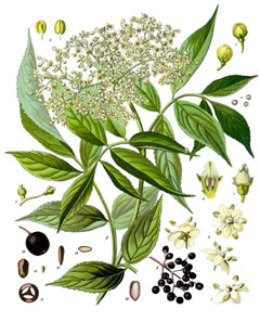 Sambucus nigra Elderberry - European Elder, Black elderberry,  American black elderberry,  Blue elderberry, Europea