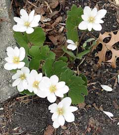 Sanguinaria canadensis Blood Root,  Red Puccoon, Bloodroot