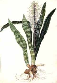 Sansevieria hyacinthoides African Bowstring Hemp