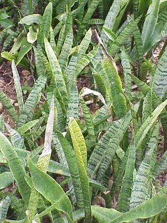 Sansevieria zeylanica Bowstring hemp