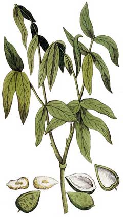 Sapindus marginatus Wingleaf soapberry
