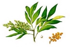 Sapindus saponaria Soapberry, Wild Chinaberry, Florida Soap Berry, Soap Nut, Soap Tree