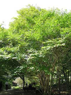 Sapium japonicum 