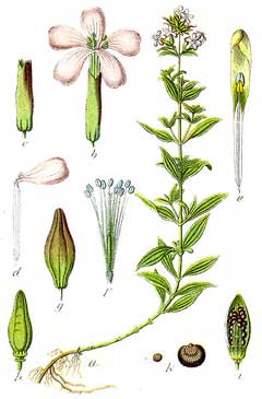 Saponaria officinalis Soapwort, Bouncingbet