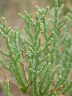Sarcocornia utahensis Utah Pickleweed,Utah Swampfire