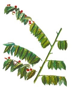 Sauropus androgynus Sweet Leaf, Sweetleaf Bush, Katuk