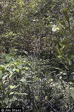 Saxifraga micranthidifolia Mountain Lettuce, Lettuceleaf saxifrage