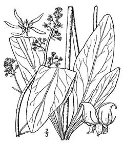 Saxifraga pensylvanica Swamp Saxifrage, Eastern swamp saxifrage