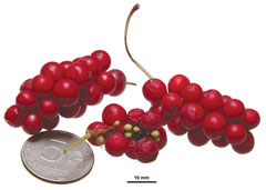 Schisandra chinensis Magnolia Vine, Wu Wei Zi