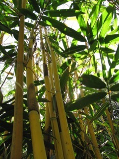 Schizostachyum spp Clumping Bamboo