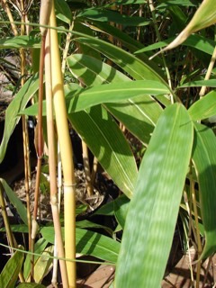 Schizostachyum spp Clumping Bamboo
