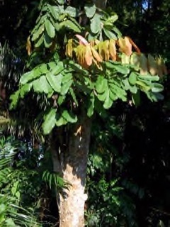 Schleichera oleosa Malay Lac Tree. Lac tree, Ceylon oak